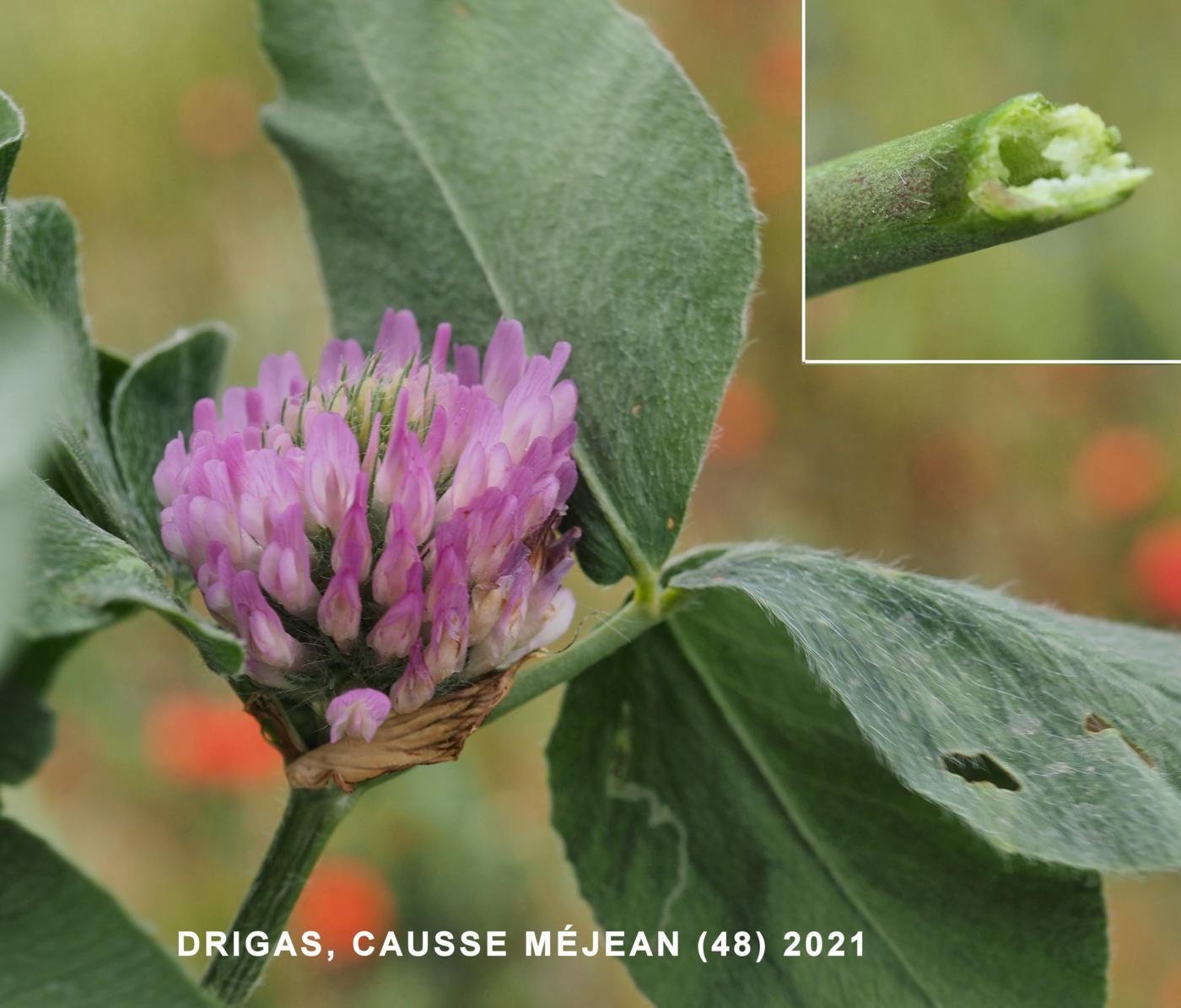 Clover, Cultivated Red leaf